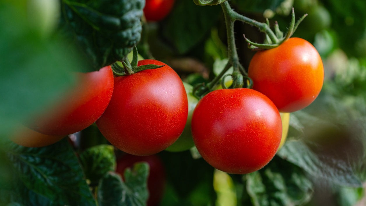 Tomatoes image